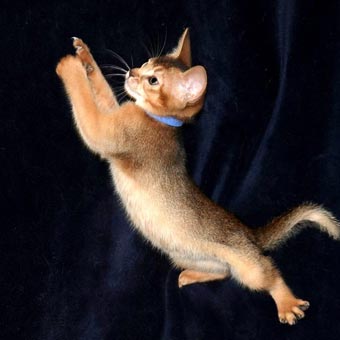 Female Rudy Abyssinian Kitten jumping for toy