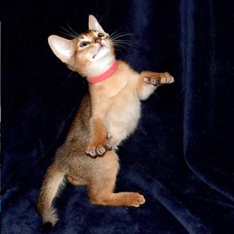 Male Rudy Abyssinian Kitten jumping for toy
