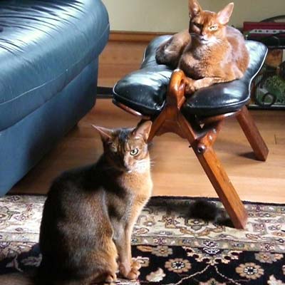 Two Abyssinian cats. Cinnamon female named Rubby sitting on a stool in the background and Ruddy, male named Niles sitting on the floor in the foreground. 