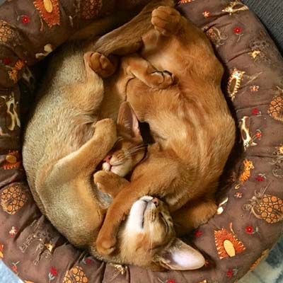 Two Abyssinian kittens currled up togerher sleeping. One cinnamon and one ruddy. 