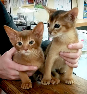 Two Abyssinian kittens sitting togerher. One cinnamon and one ruddy. 