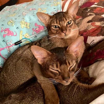 Ruddy, male, Abyssinians TK and Vinney napping together.