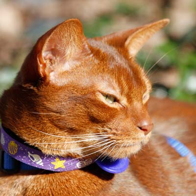 Head photo of cinnamon Abyssinian male named Charlie