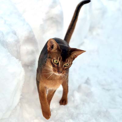 Ruddy Abyssinian male named Pixel playing i the snow. 