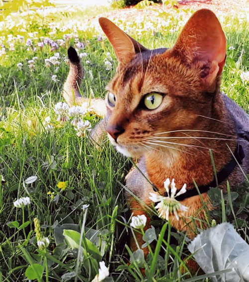 Poppy, ruddy Abyssinian  laying in the grass on a summer day.