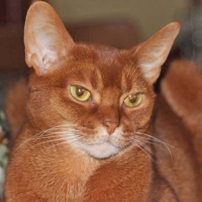 Cinnamon, female abyssinian cat head photo.Name: Rubby