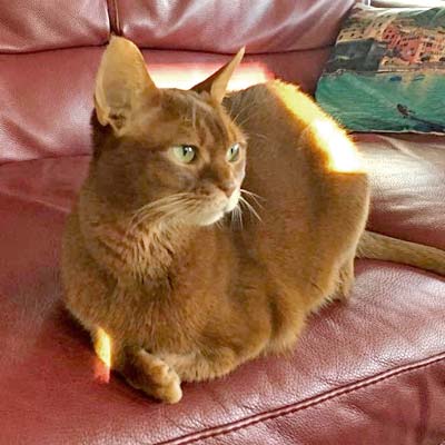 Cinnamon female Abyssinian named Rubby laying on a red, leather couch. 
