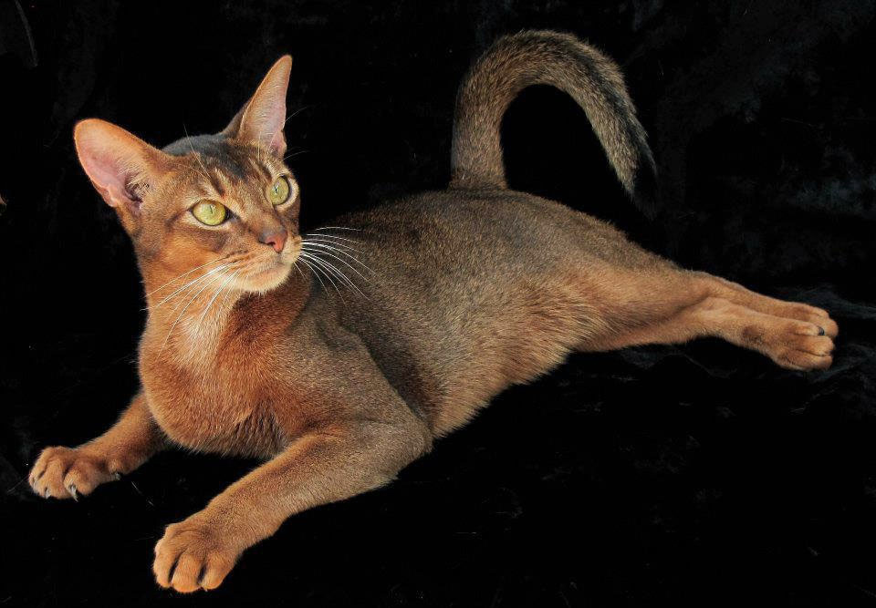 Rudy Abyssinian Cat